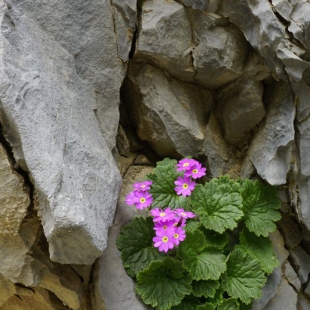 Primula minkwittsiae